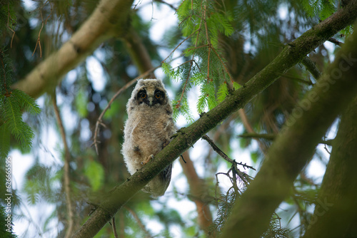 Close up of young long eared owl (Asio otus) sitting and sleeping on dense branch deep in crown. Wildlife tranquil portrait of bird in natural habitat background.