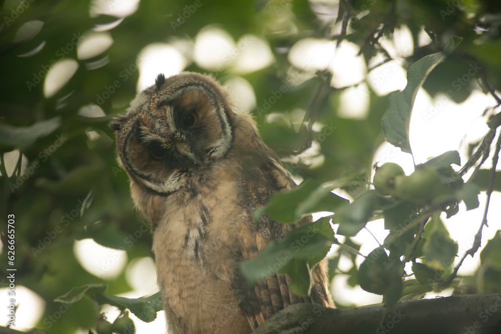 Close up of young long eared owl (Asio otus) gazing bizarrely on dense branch deep in crown. Wildlife tranquil portrait of bird in detail in natural night habitat background
