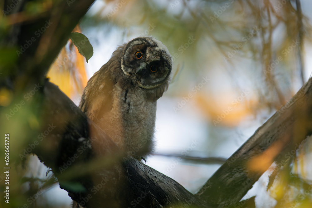 Close up of young long eared owl (Asio otus) gazing bizarrely on dense branch deep in crown. Wildlife tranquil portrait of bird in detail in natural night habitat background