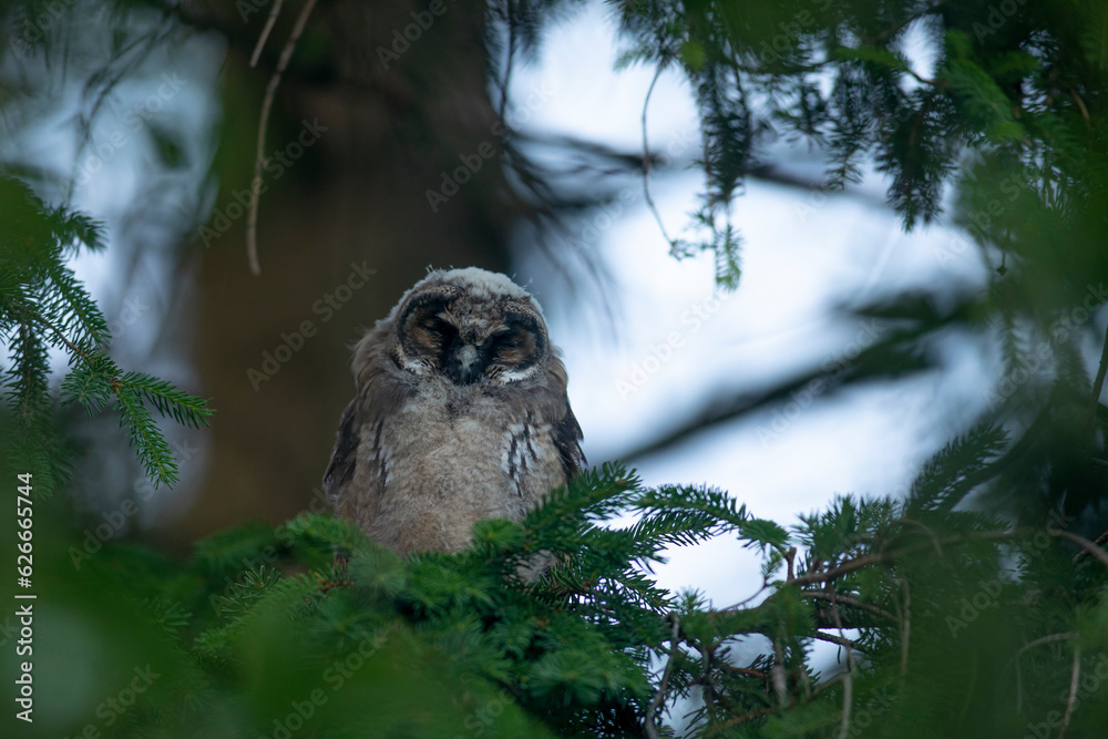 Close up of young long eared owl (Asio otus) sitting and sleeping on dense branch deep in crown. Wildlife tranquil portrait of bird in natural habitat background.