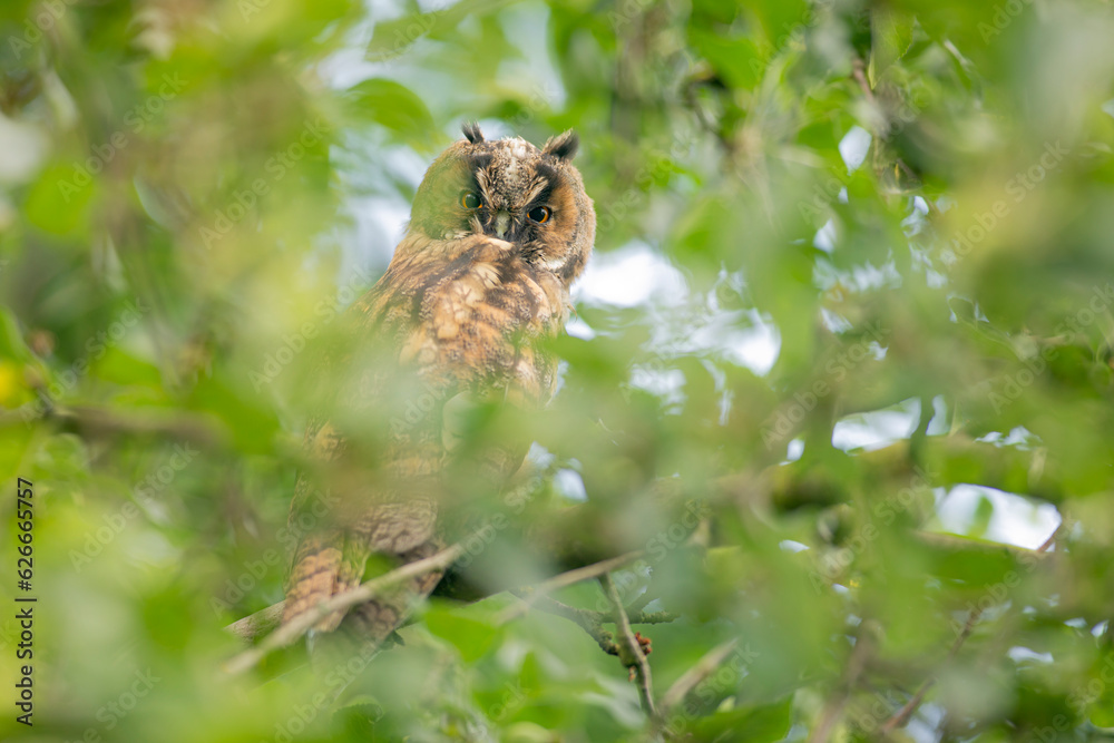 Close up of young long eared owl (Asio otus) gazing bizarrely on dense branch deep in crown. Wildlife tranquil portrait of bird in detail in natural night habitat background
