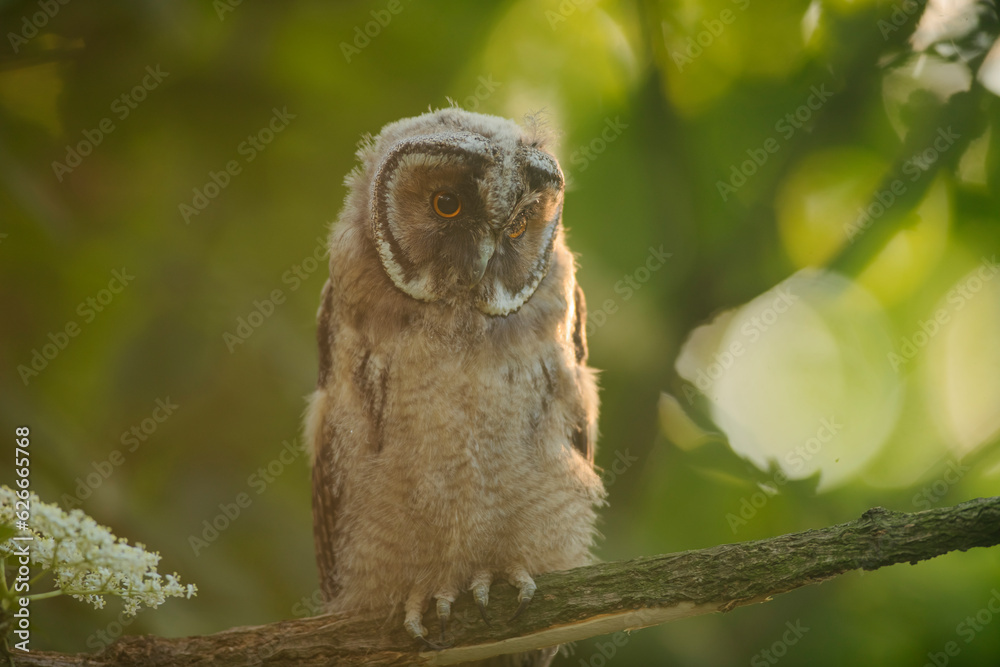 Close up of young long eared owl (Asio otus) gazing by big eyes from dense branch deep in crown. Wildlife tranquil portrait of bird in natural habitat background.
