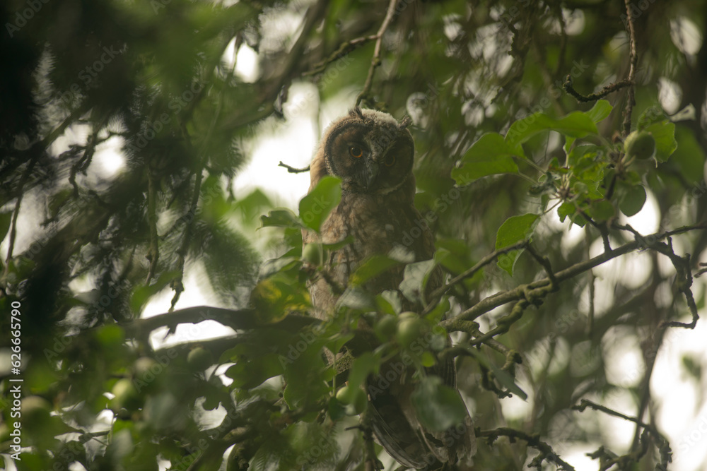 Close up of young long eared owl (Asio otus) gazing and sitting on dense branch deep in crown. Wildlife tranquil portrait shot of bird in natural habitat background.