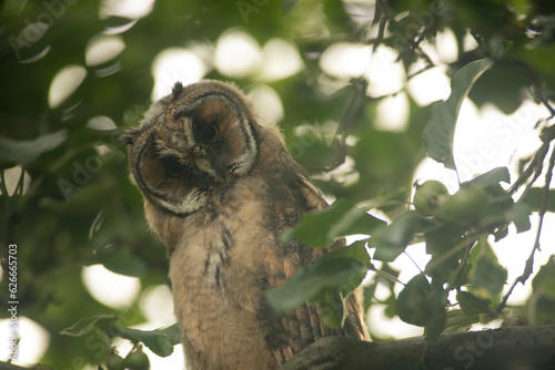 Obraz na płótnie Close up of young long eared owl (Asio otus) gazing bizarrely on dense branch deep in crown. Wildlife tranquil portrait of bird in detail in natural night habitat background w salonie