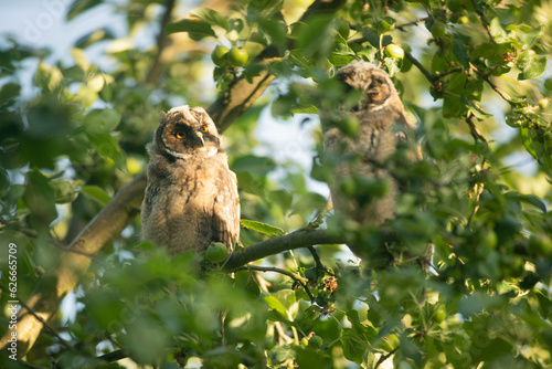 Close up of young long eared owl (Asio otus) group staring around from dense branch deep in crown. Wildlife tranquil portrait of bird siblings in natural habitat background.