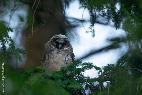 Obraz na płótnie Close up of young long eared owl (Asio otus) sitting and sleeping on dense branch deep in crown. Wildlife tranquil portrait of bird in natural habitat background. w salonie