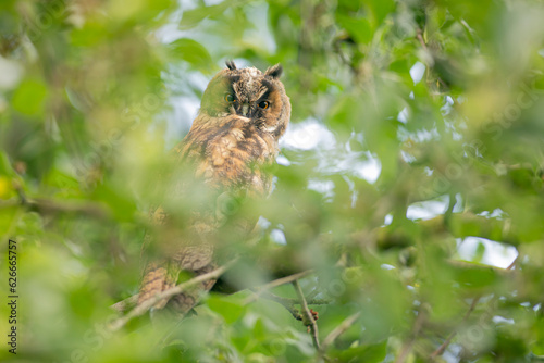 Obraz na płótnie Close up of young long eared owl (Asio otus) gazing bizarrely on dense branch deep in crown. Wildlife tranquil portrait of bird in detail in natural night habitat background w salonie