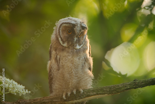 Obraz na płótnie Close up of young long eared owl (Asio otus) gazing by big eyes from dense branch deep in crown. Wildlife tranquil portrait of bird in natural habitat background. w salonie