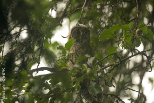 Obraz na płótnie Close up of young long eared owl (Asio otus) gazing and sitting on dense branch deep in crown. Wildlife tranquil portrait shot of bird in natural habitat background. w salonie