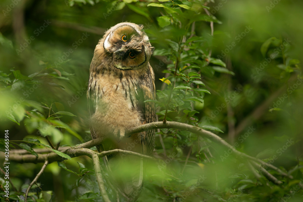 Close up of young long eared owl (Asio otus) gazing bizarrely on dense branch deep in crown. Wildlife tranquil portrait of bird in detail in natural night habitat background