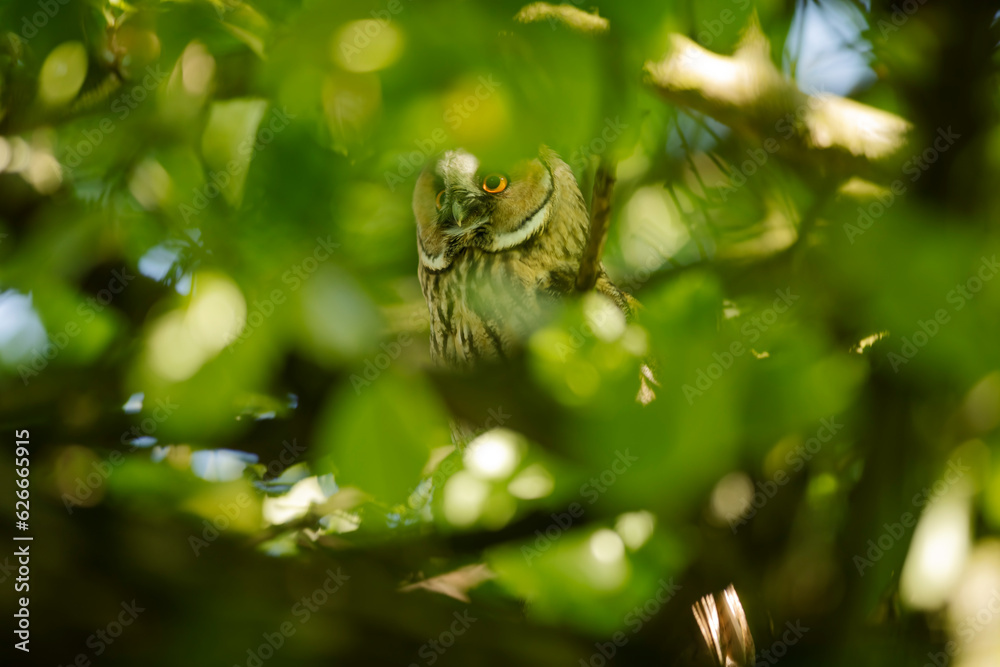 Close up of long-eared owl (Asio otus) watching by big eyes and sitting on dense branch deep in crown. Wildlife tranquil portrait shot of bird in natural habitat background during dusk.