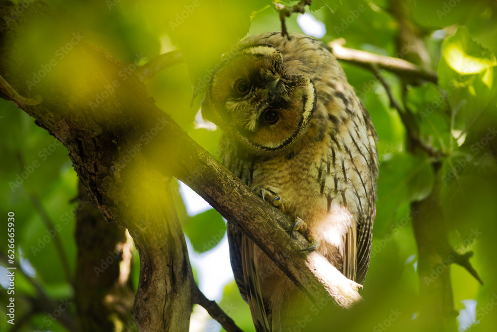 Close up of young long eared owl (Asio otus) gazing bizarrely on dense branch deep in crown. Wildlife tranquil portrait of bird in detail in natural night habitat background