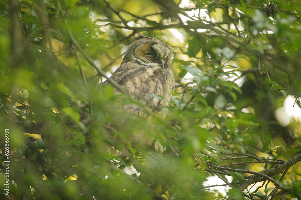 Obraz premium Close up of young long eared owl (Asio otus) sitting and sleeping on dense branch deep in crown. Wildlife tranquil portrait scene of bird in nature habitat background.