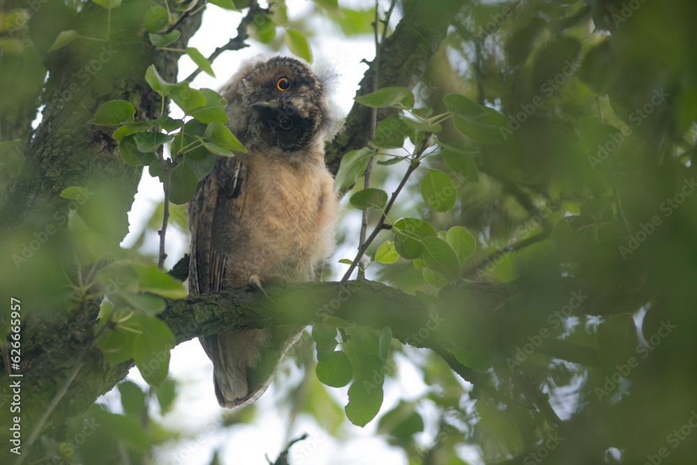 Close up of young long eared owl (Asio otus) gazing bizarrely on dense branch deep in crown. Wildlife tranquil portrait of bird in detail in natural night habitat background