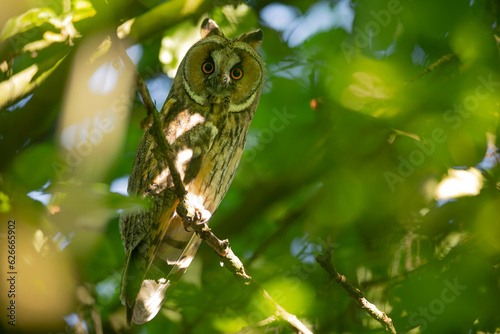 Obraz na płótnie Close up of young long eared owl (Asio otus) gazing by big eyes from dense branch deep in crown. Wildlife tranquil portrait of bird in natural habitat background. w salonie