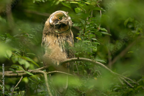Obraz na płótnie Close up of young long eared owl (Asio otus) gazing bizarrely on dense branch deep in crown. Wildlife tranquil portrait of bird in detail in natural night habitat background w salonie