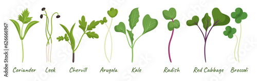 Microgreens Seedlings Collection. Coriander, Leek, Chervil And Arugula. Kale, Radish, Red Cabbage And Broccoli Sprouts