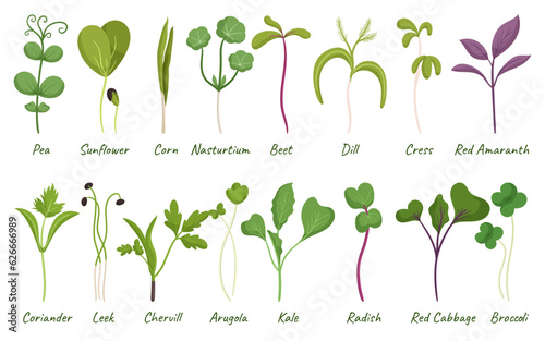Microgreens Pea, Sunflower, Corn And Nasturtium. Beet, Dill, Cress And Red Amaranth. Coriander, Chervil And Arugula