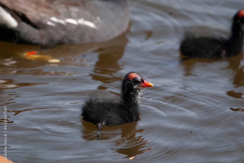 Common Gallinule Family in a pond Common Gallinule Family in a pond