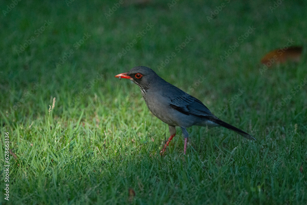 Red Legged Thrush foraging in the grass Red Legged Thrush foraging in the grass