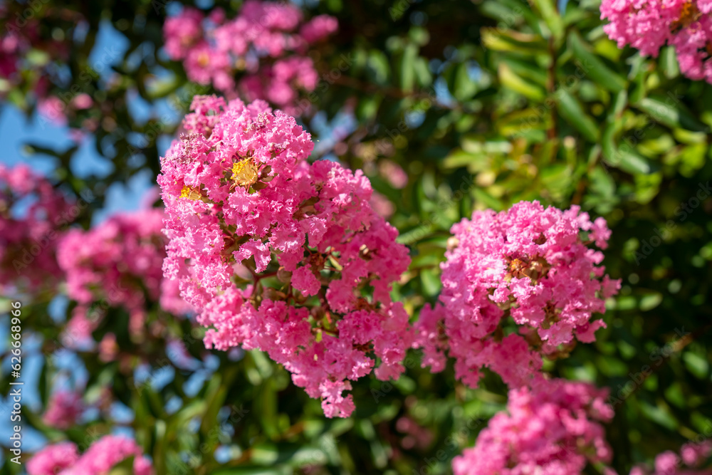 Lagerstroemia indica in blossom. Beautiful pink flowers on Сrape myrtle tree on blurred green background. Selective focus. Lagerstroemia indica in blossom. Beautiful pink flowers on Сrape myrtle tree on blurred green background. Selective focus.