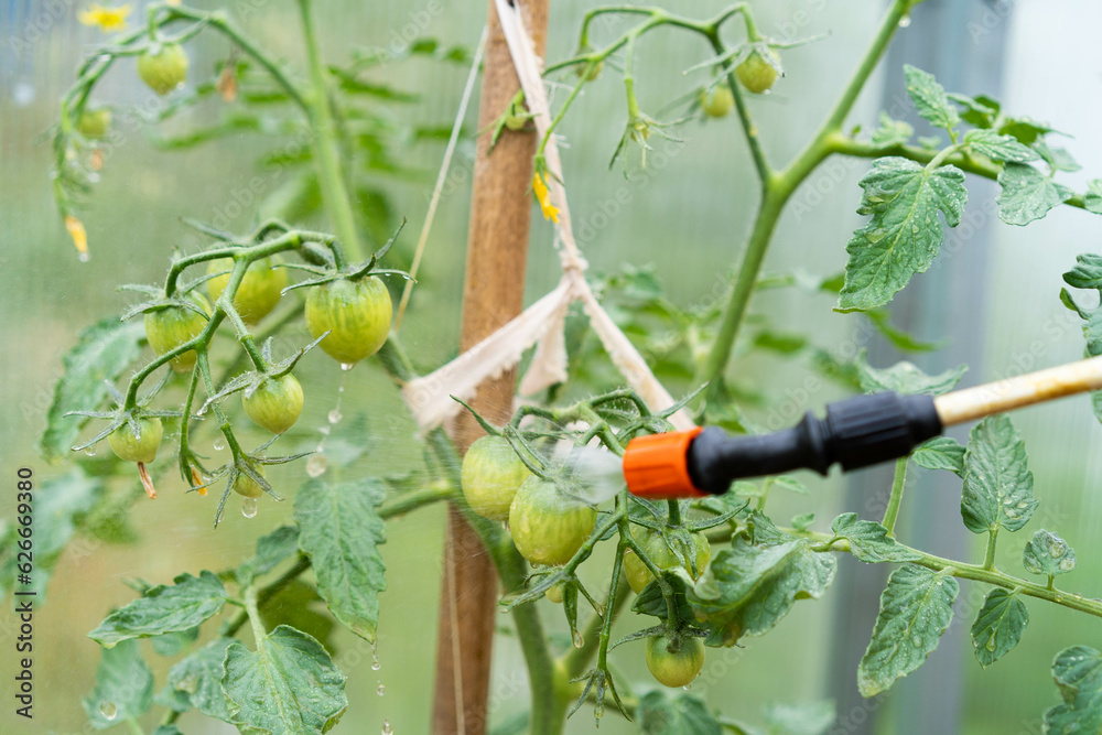 treatment of tomato plants from harmful precipitation in the form of
