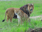 Male and Female African Lions
