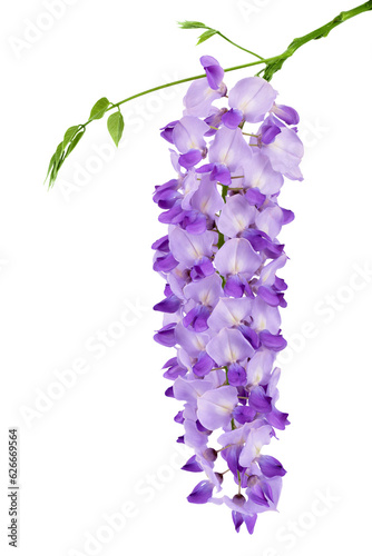 Wisteria flowers isolated on white background with full depth of field