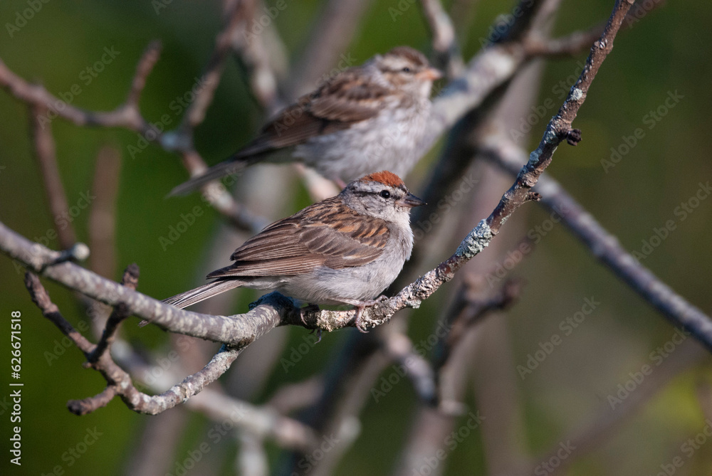pair of Chipping Sparrows perched in a tree