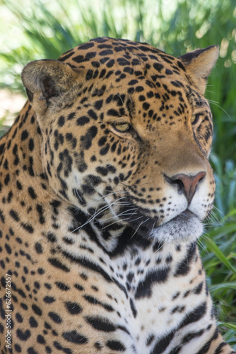 Jaguar © Patrick