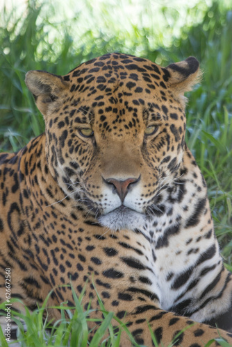 Jaguar Face © Patrick