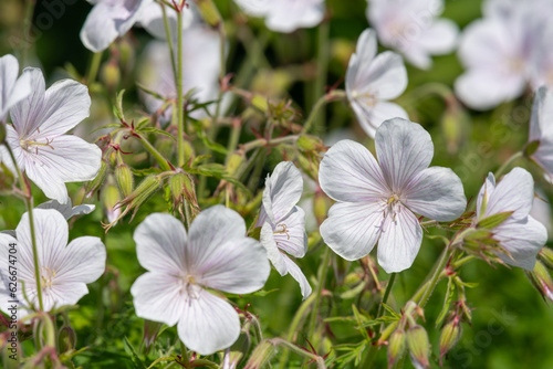 Close up of Clarkes geranium (geranium clarkei) flowers in bloom