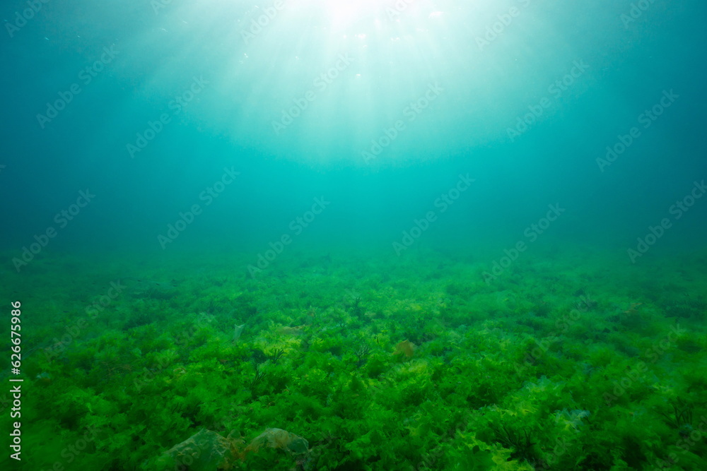 Sunlight underwater with green seaweed on the seabed, natural background in the Atlantic ocean, Spain, Galicia, Rias Baixas