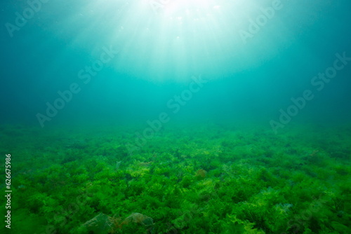 Sunlight underwater with green seaweed on the seabed, natural background in the Atlantic ocean, Spain, Galicia, Rias Baixas