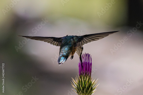  Juvenile Broad-tailed Hummingbird (Selasphorus platycercus) Feeding on an Arizona Thistle (cirsium anrzonicum,) Bloom