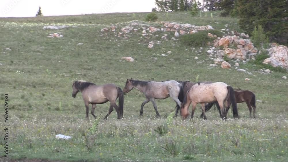 Wild Horses in Summer in the Pryor Mountains Montana Wild Horses in Summer in the Pryor Mountains Montana