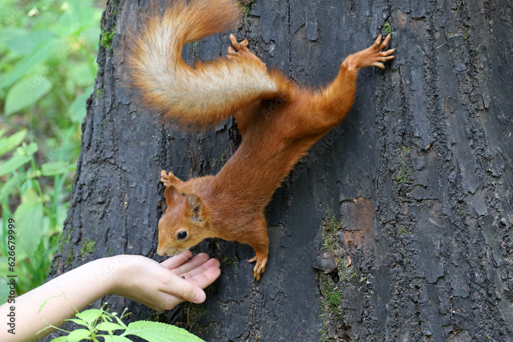 Obraz premium Squirrel takes a nut out of a human hand. Feeding wild animals in a summer park, hungry squirrel on the tree trunk, trust and care concept