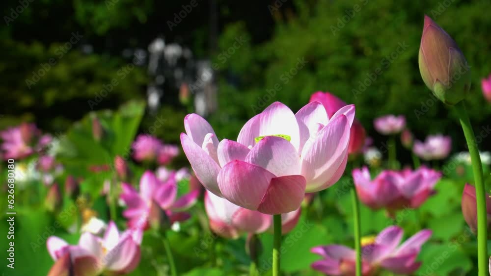 信濃国分寺に咲く蓮の花 信濃国分寺に咲く蓮の花