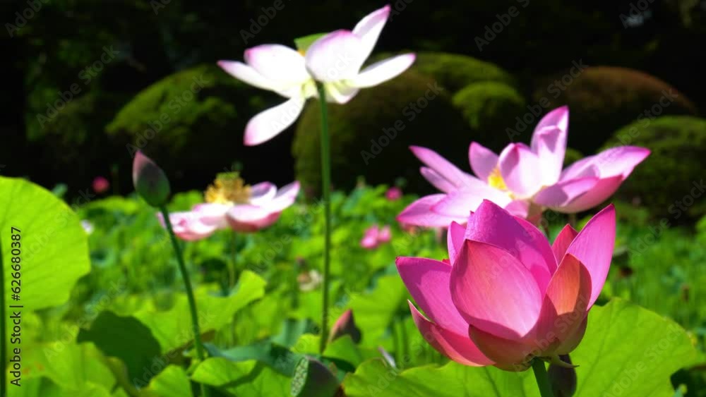 信濃国分寺に咲く蓮の花 信濃国分寺に咲く蓮の花