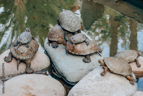 Photography Freshwater Turtles in the Pond