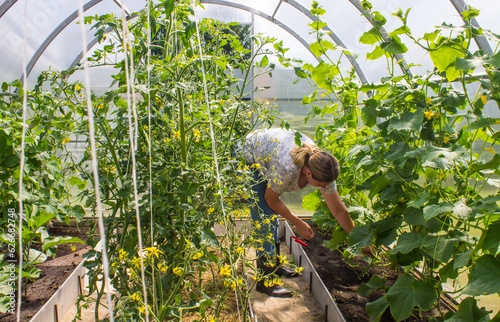 A female gardener pinching twigs of cucumber and tomato tops in a transparent plastic greenhouse on a clear summer sunny day and a space for copy