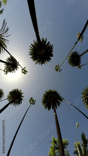 Vertical driving shot of iconic palm trees in sunny Beverly Hills California.