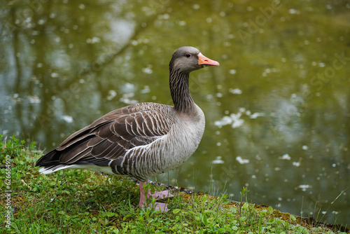 country goose on a pond