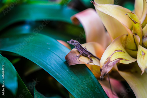 Photography regardful lizard sitting in a tropical plant