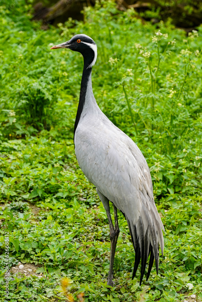 grey maiden crane with green background grey maiden crane with green background