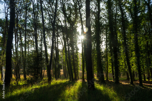Fototapeta Naklejka Na Ścianę i Meble -  Rays of sunlight passing through the trees of a forest.