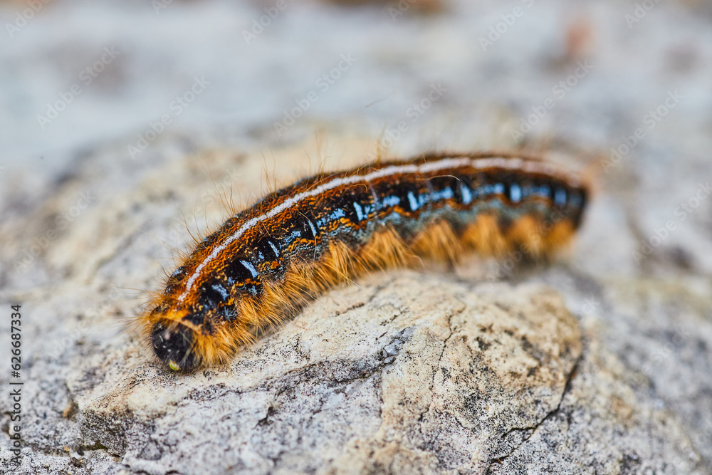Macro close up Eastern Tent Caterpillar stock photo in natural habitat on textured rock Macro close up Eastern Tent Caterpillar stock photo in natural habitat on textured rock