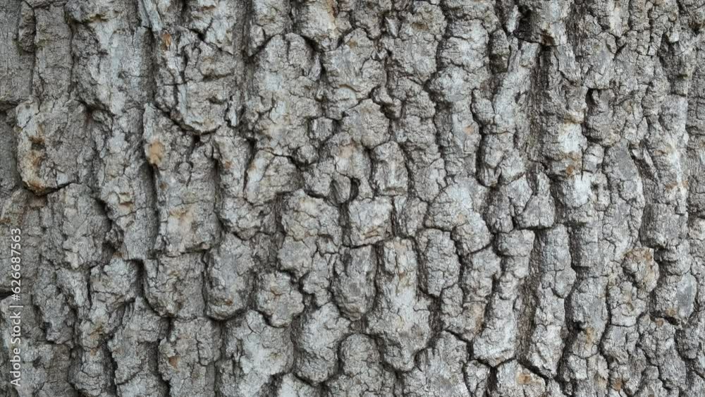 One pine bark in ecologycal wood. A view of one pine tree with bright tree bark in the forest. One pine bark in ecologycal wood. A view of one pine tree with bright tree bark in the forest.