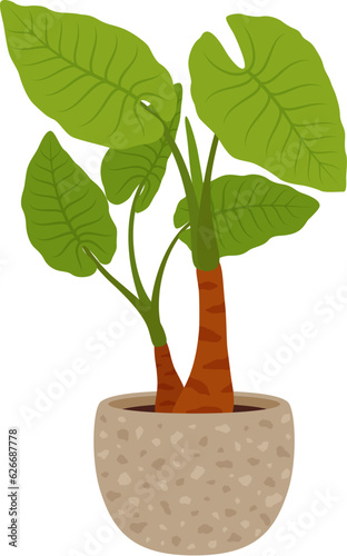 Pot with Alocasia odora green plant. Cartoon vector striking houseplant with large, glossy leaves with veins and distinctive, upright growth. Isolated tropical flower for home and office indoor spaces photo
