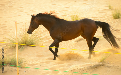 background with horse running in the desert